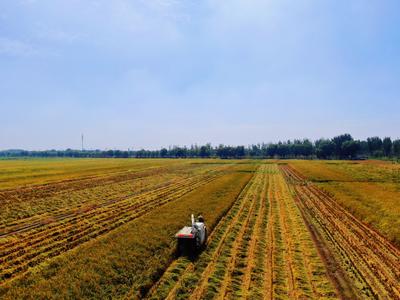 提前10天，首批“蓝村大米”开镰！中秋节前可尝新米