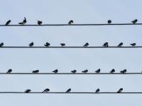 燕子扎堆“开会”？这里的电线秒变“五线谱”