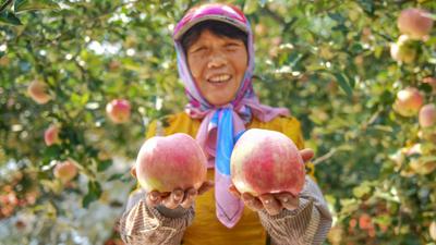多汁又爽口！胶州铺集镇的苹果熟啦