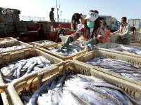 青岛渔港码头实拍：秋捕季，渔获大丰收