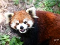 “宝藏萌宠”大集合！金秋到这里逛起来