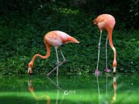 “宝藏萌宠”大集合！金秋到这里逛起来