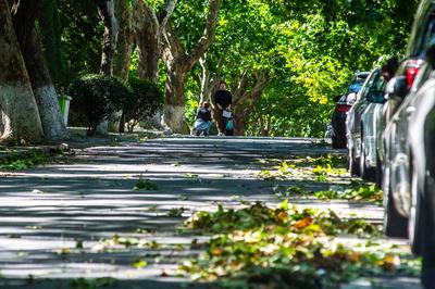 今日秋分丨恰是人间好时节，八大关进入最美落叶季