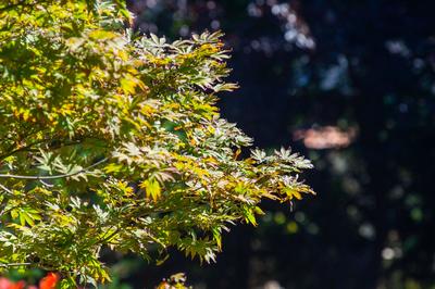 今日秋分丨恰是人间好时节，八大关进入最美落叶季