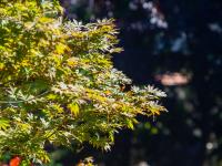 今日秋分丨恰是人间好时节，八大关进入最美落叶季