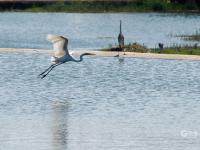守“坝”待“鱼”？白沙河水鸟捕食“抢秋膘”