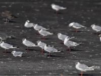 天生猎手！渔港里抓拍到海鸥飞身捕食瞬间