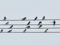燕子扎堆“开会”？这里的电线秒变“五线谱”