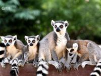 “宝藏萌宠”大集合！金秋到这里逛起来