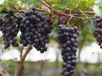 高能美图直袭味蕾！观海带你“云逛”湖畔葡萄园|兴农记③