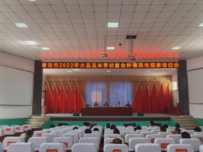 玉米不减产，多收一季豆——青岛规模化示范推广大豆玉米带状复合种植第一年