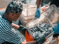 海鲜自由！鱼虾螃蟹“炫”起来