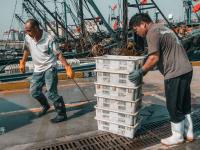 海鲜自由！鱼虾螃蟹“炫”起来