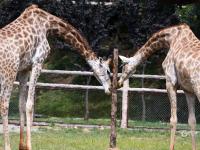 “宝藏萌宠”大集合！金秋到这里逛起来