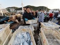 青岛渔港码头实拍：秋捕季，渔获大丰收