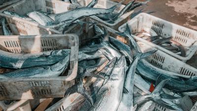 海鲜自由！鱼虾螃蟹“炫”起来