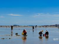 在如画的风景中赶海是什么体验？