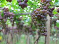 宫家村的葡萄熟了！快来实现“逛吃自由”