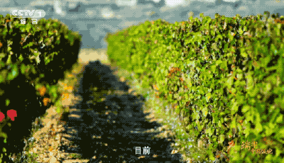 稳居世界第一！这是中国人创造的“奇迹”