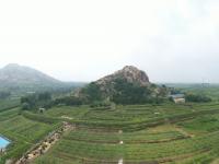 高能美图直袭味蕾！观海带你“云逛”湖畔葡萄园|兴农记③