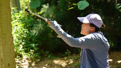 宝山镇的猕猴桃丰收啦！戳图抢先看