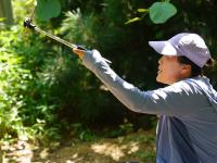 宝山镇的猕猴桃丰收啦！戳图抢先看