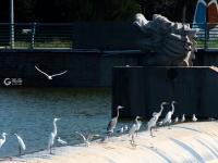 守“坝”待“鱼”？白沙河水鸟捕食“抢秋膘”