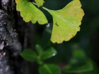 “一叶知秋”青岛版！实拍象耳山动人景色