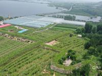 高能美图直袭味蕾！观海带你“云逛”湖畔葡萄园|兴农记③