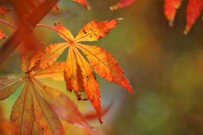 “一叶知秋”青岛版！实拍象耳山动人景色
