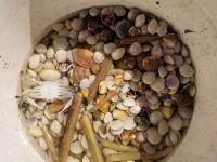 在如画的风景中赶海是什么体验？