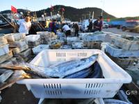 餐桌上的海鲜谁占C位？实拍渔港中秋盛况