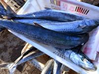 餐桌上的海鲜谁占C位？实拍渔港中秋盛况