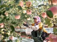 多汁又爽口！胶州铺集镇的苹果熟啦