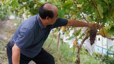 高能美图直袭味蕾！观海带你“云逛”湖畔葡萄园|兴农记③