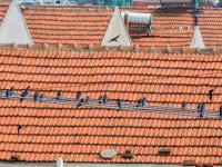 燕子扎堆“开会”？这里的电线秒变“五线谱”