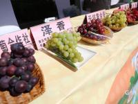 挑花眼！百余种“爆款”农品亮相丰收节