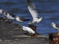 天生猎手！渔港里抓拍到海鸥飞身捕食瞬间