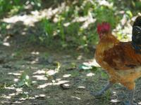 宝山镇的猕猴桃丰收啦！戳图抢先看