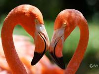 “宝藏萌宠”大集合！金秋到这里逛起来