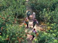 多汁又爽口！胶州铺集镇的苹果熟啦