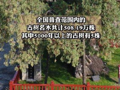 全国现有5株5000岁古树：都在陕西，都是柏树