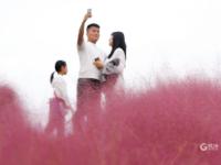 花语人间！这里的粉黛乱子草超梦幻