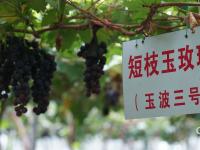 高能美图直袭味蕾！观海带你“云逛”湖畔葡萄园|兴农记③