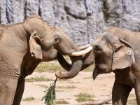 “宝藏萌宠”大集合！金秋到这里逛起来