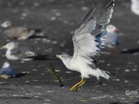 天生猎手！渔港里抓拍到海鸥飞身捕食瞬间
