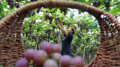 宫家村的葡萄熟了！快来实现“逛吃自由”
