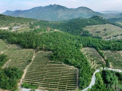 时评 | “好客山东 好品山东”靓丽名片彰显山东好人好品好传统