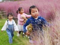 花语人间！这里的粉黛乱子草超梦幻