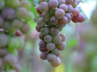 宫家村的葡萄熟了！快来实现“逛吃自由”